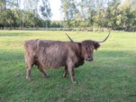 IMG_1036.JPG