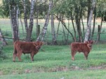 IMG_1041.JPG