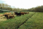 Ohmoorhof_Highland_000001.jpg