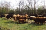 Ohmoorhof_Highland_000002.jpg